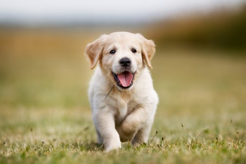 all things pups dog training