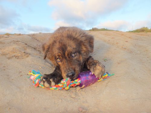 all things pups