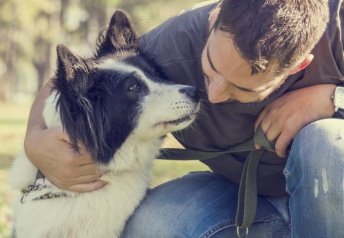 dog recall