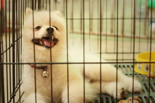 train a well-behaved dog, all things pups