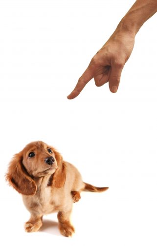 positive reinforcement - person commanding puppy