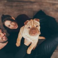 dog training basics