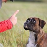 basic obedience