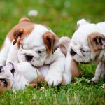 socializing your dog