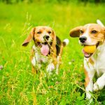 two beagle dog on a green grass