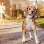 your dog's safety