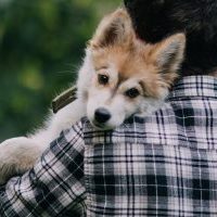 Young man with beautiful Siberian Husky puppy