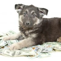 How Much Raising Puppy Costs